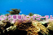 3月の誕生石「ピンク珊瑚(ピンクコーラル)」の意味や歴史、そして産地をわかりやすく解説