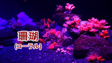 珊瑚(コーラル)