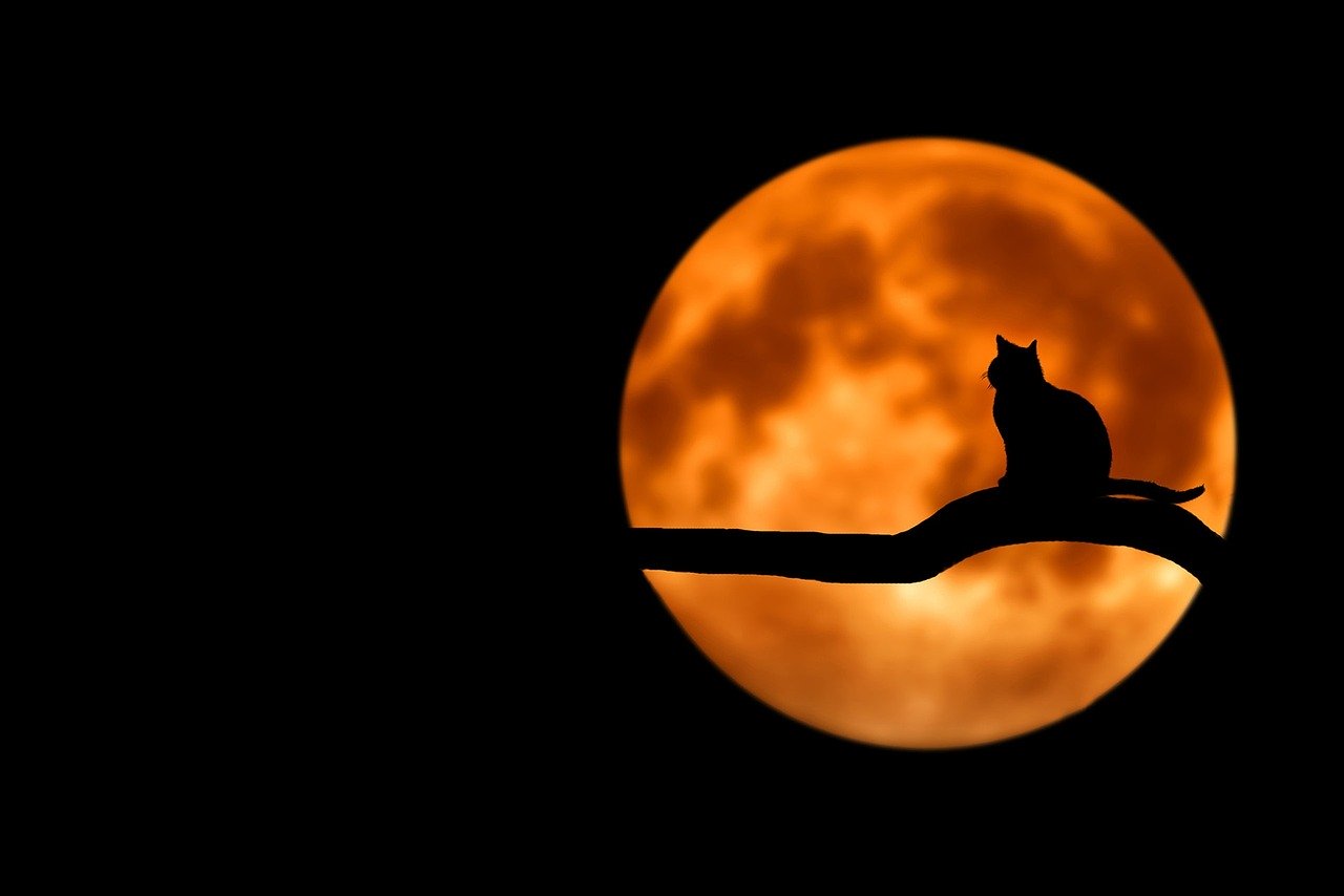 猫と月